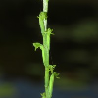 Peristylus densus (Lindl.) Santapau & Kapadia